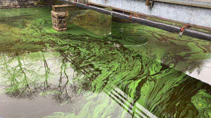 Algal settling chambers used for traditional algal analysis