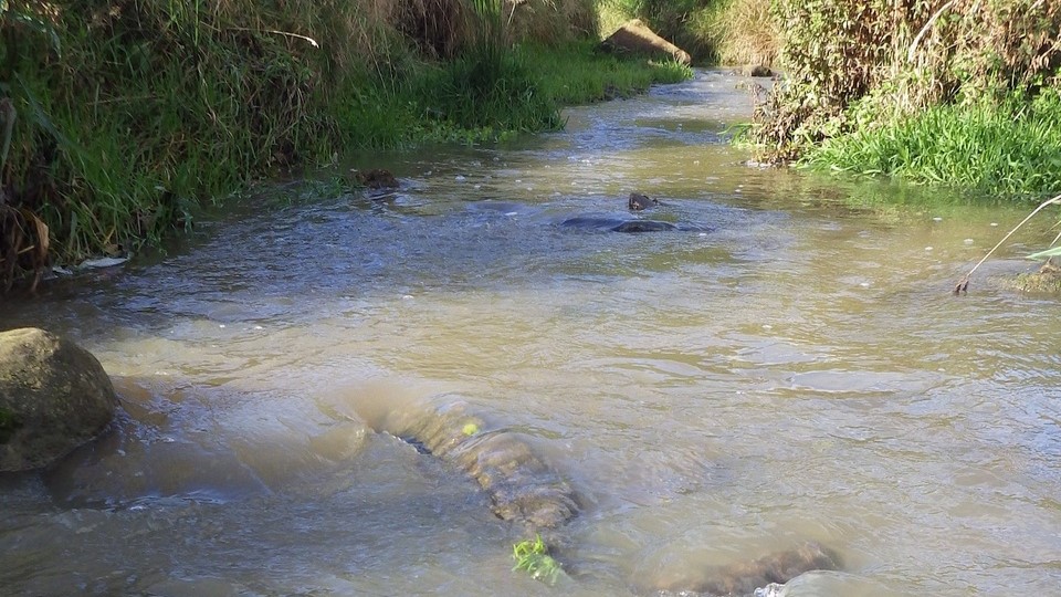 Evidence of pollution at Pitty Beck