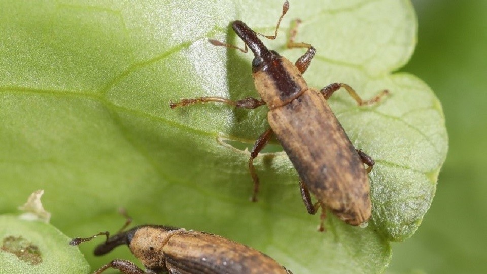 Adult weevils