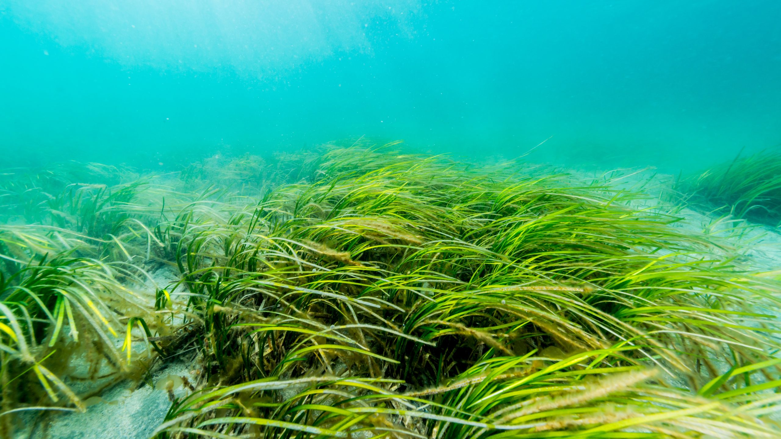 New maps revealing the extent of seagrass and saltmarsh habitats go ...