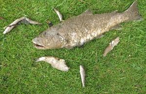 River Ouse dead fish