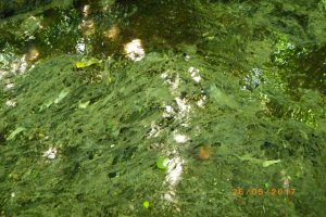 River Ouse sewage debris