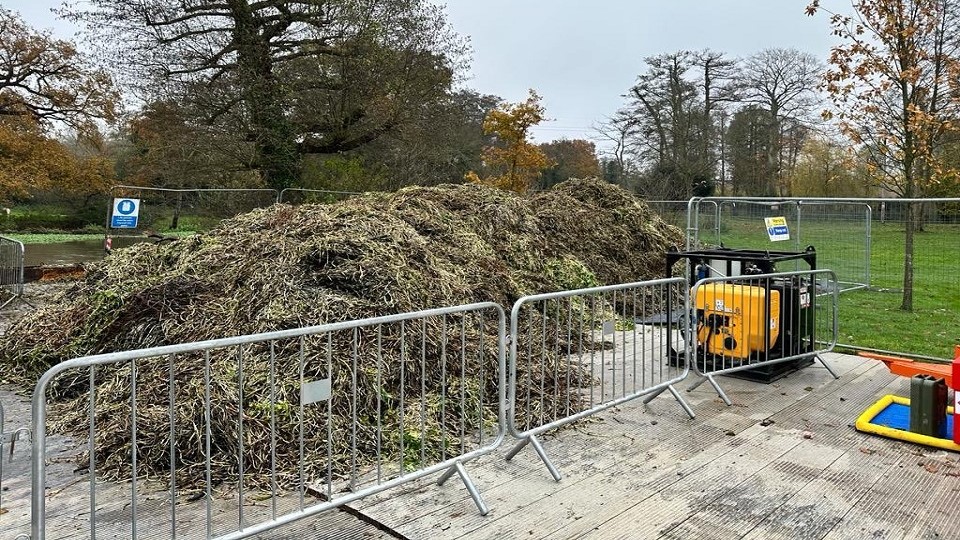 floating pennywort removal