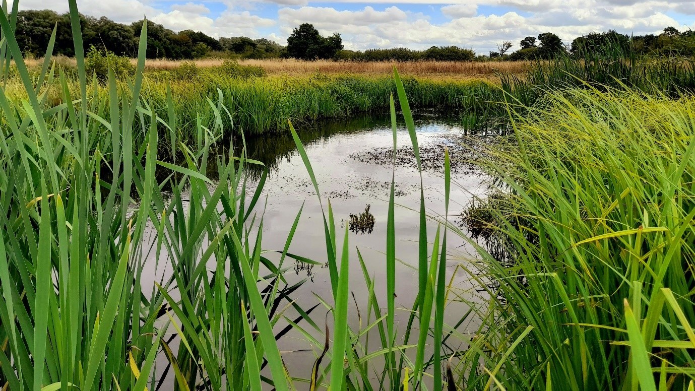 Ammonia levels have dropped by around three-quarters and phosphorus and sediments by around a third since the wetlands project at Durleigh was completed.