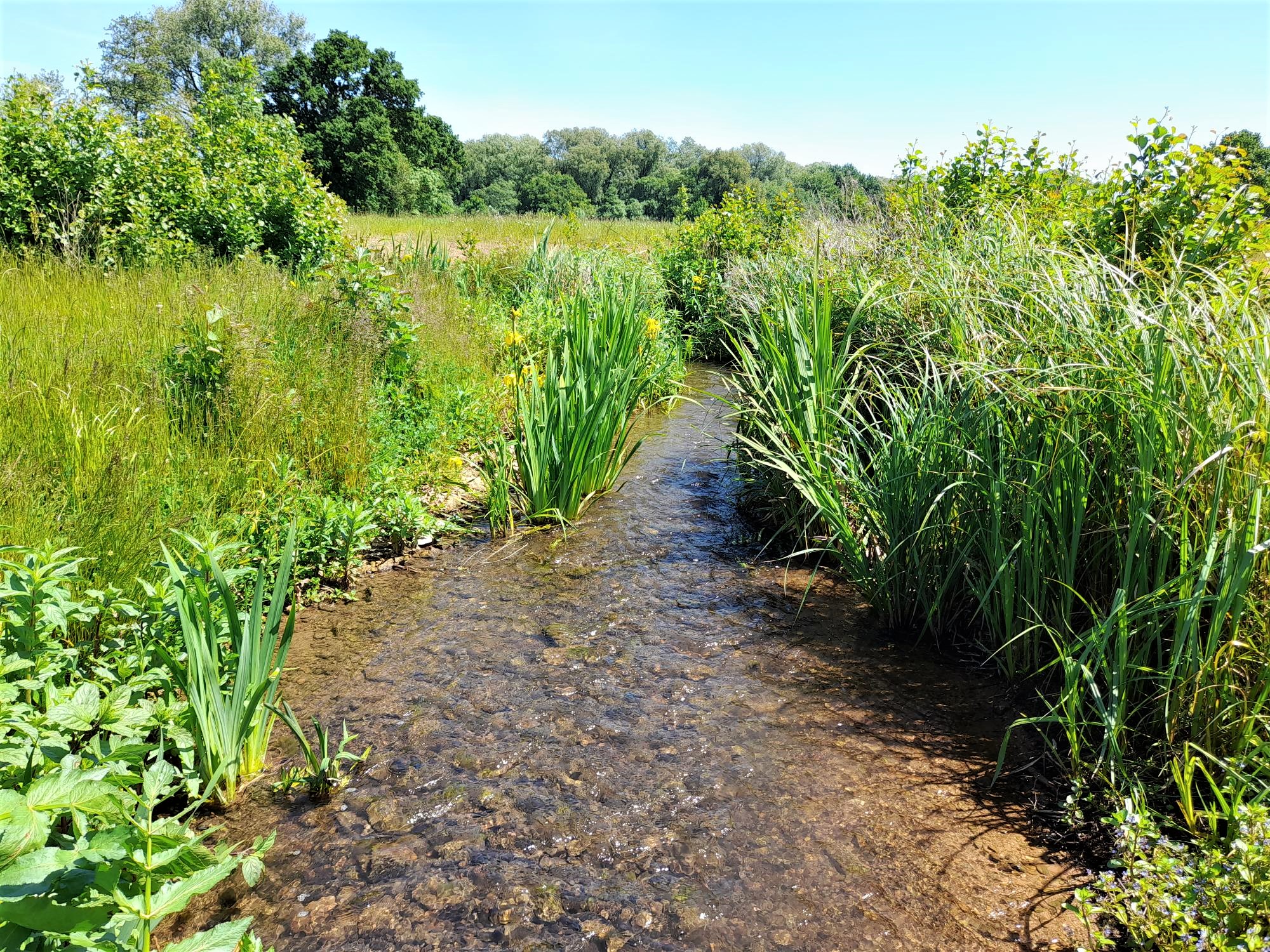 A naturalised wetland captures sediment and silt by connecting the Durleigh Brook back to its floodplain.