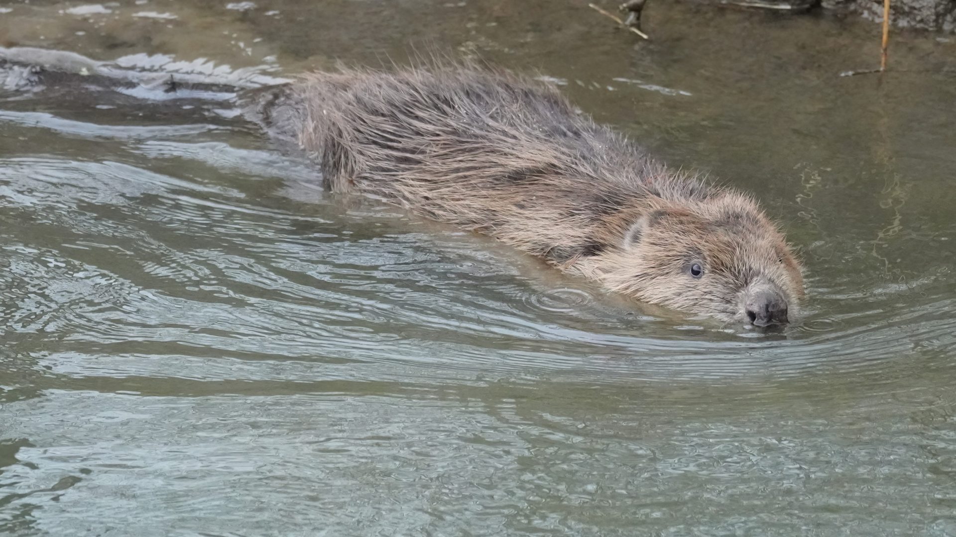 Spains Hall estate female beaver (c) Simon Hurwitz