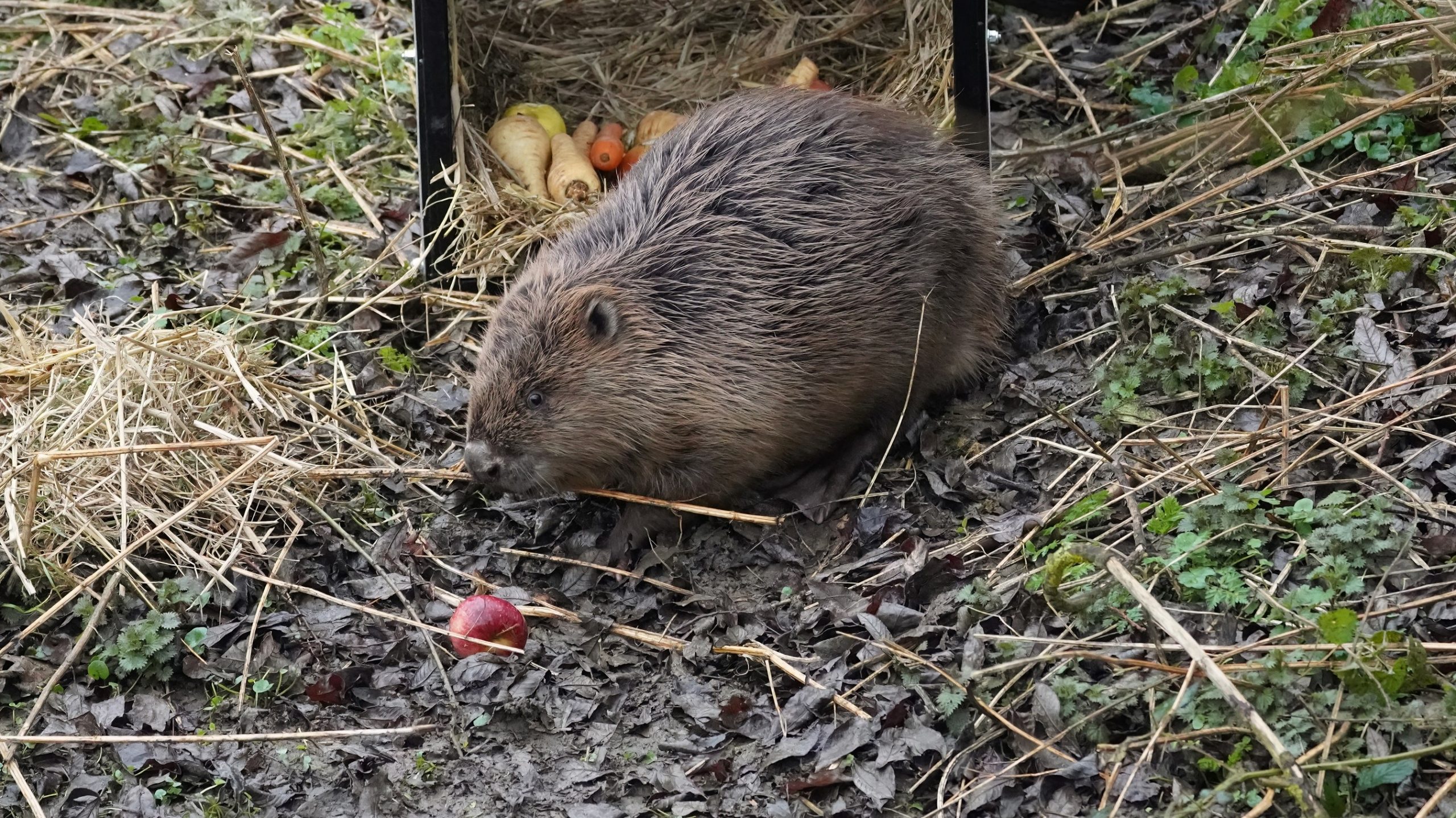 Spains Hall estate female beaver (c) Simon Hurwitz 