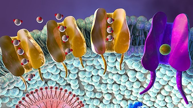 Image shows how tiny water channels control how water enters and exits cells through their membranes