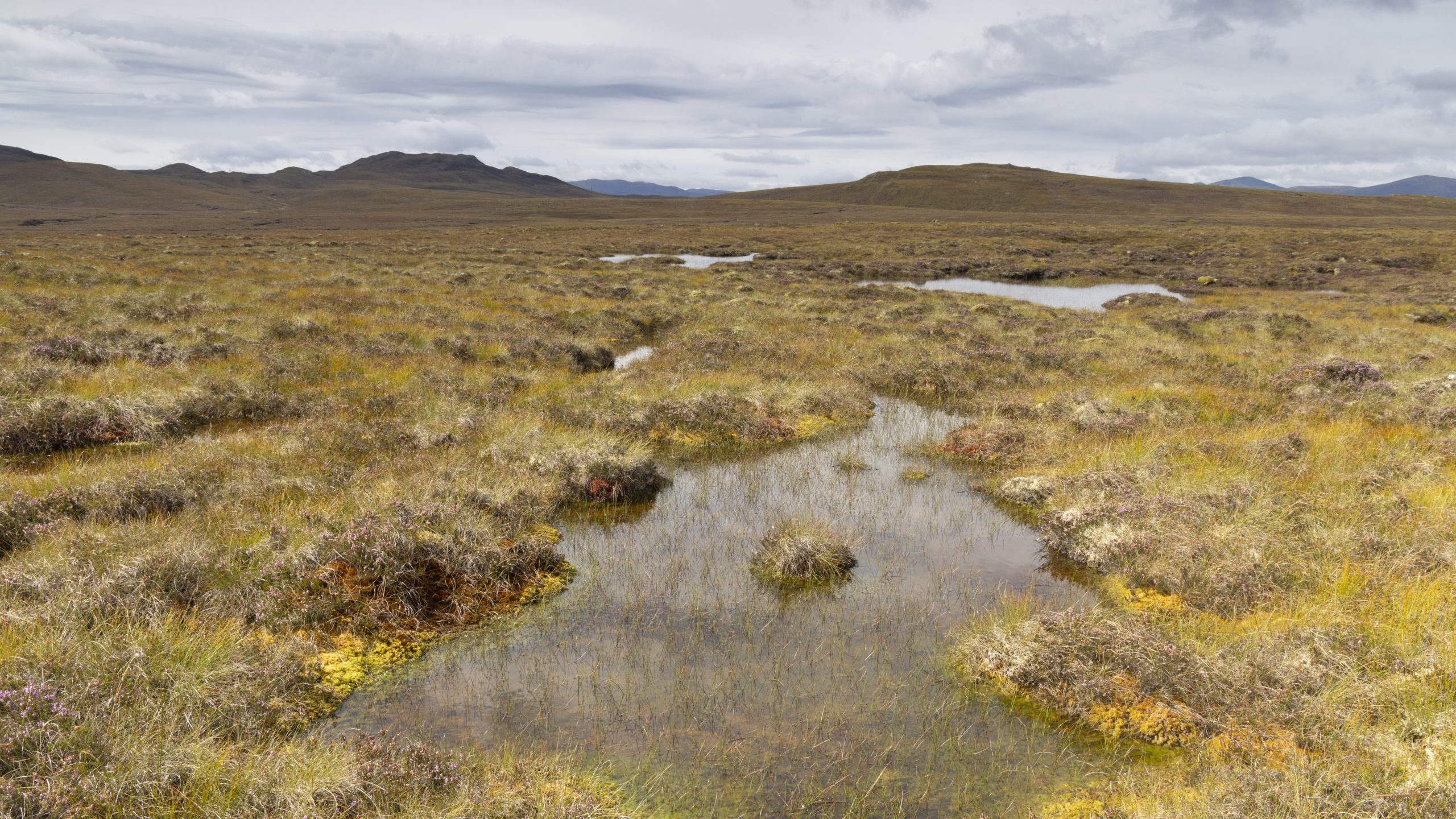 Peatland in the Affric Highlands. Credit: Rewilding Europe / Trees for Life.