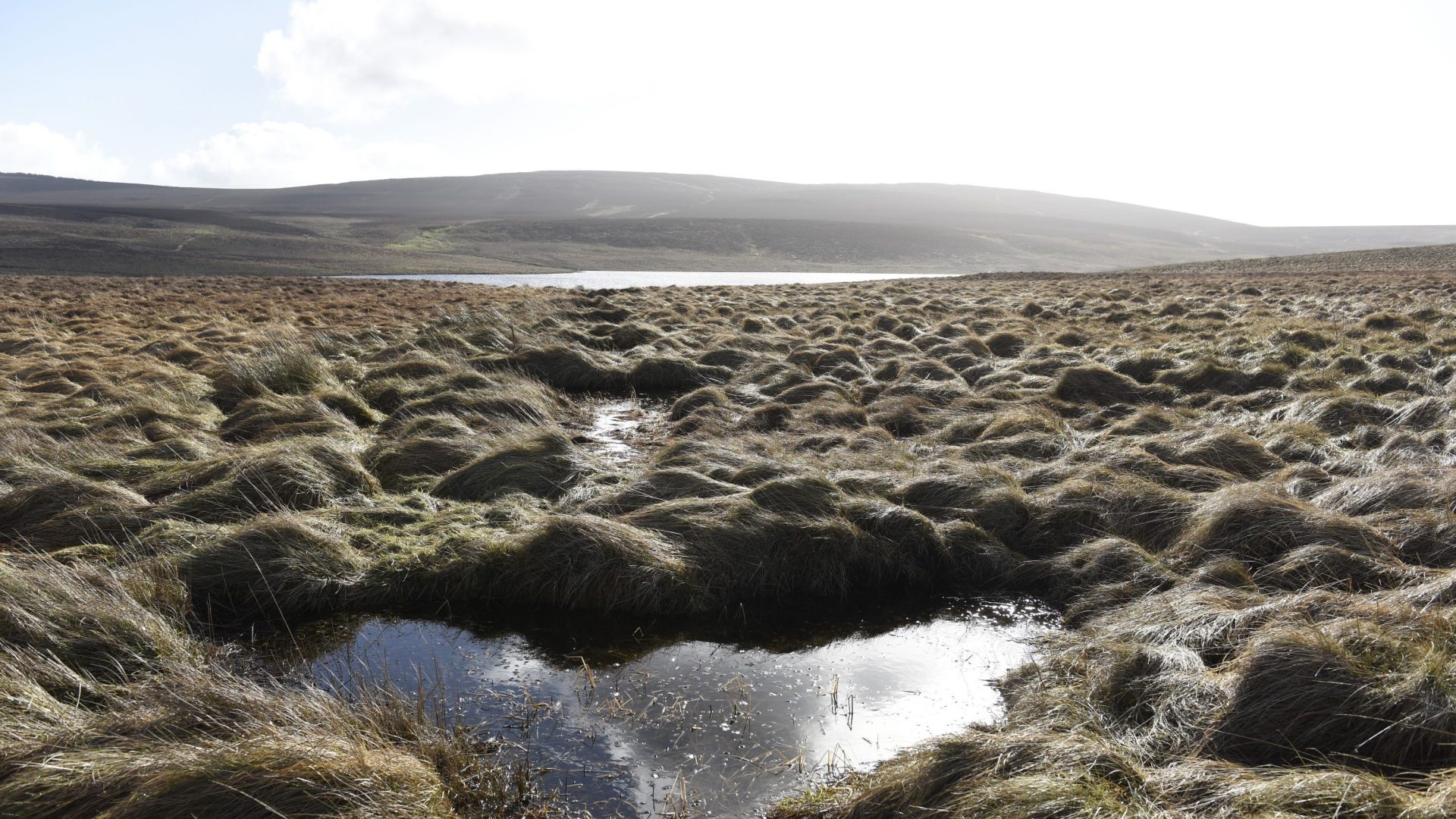 Celebrating World Wetlands Day Water Magazine