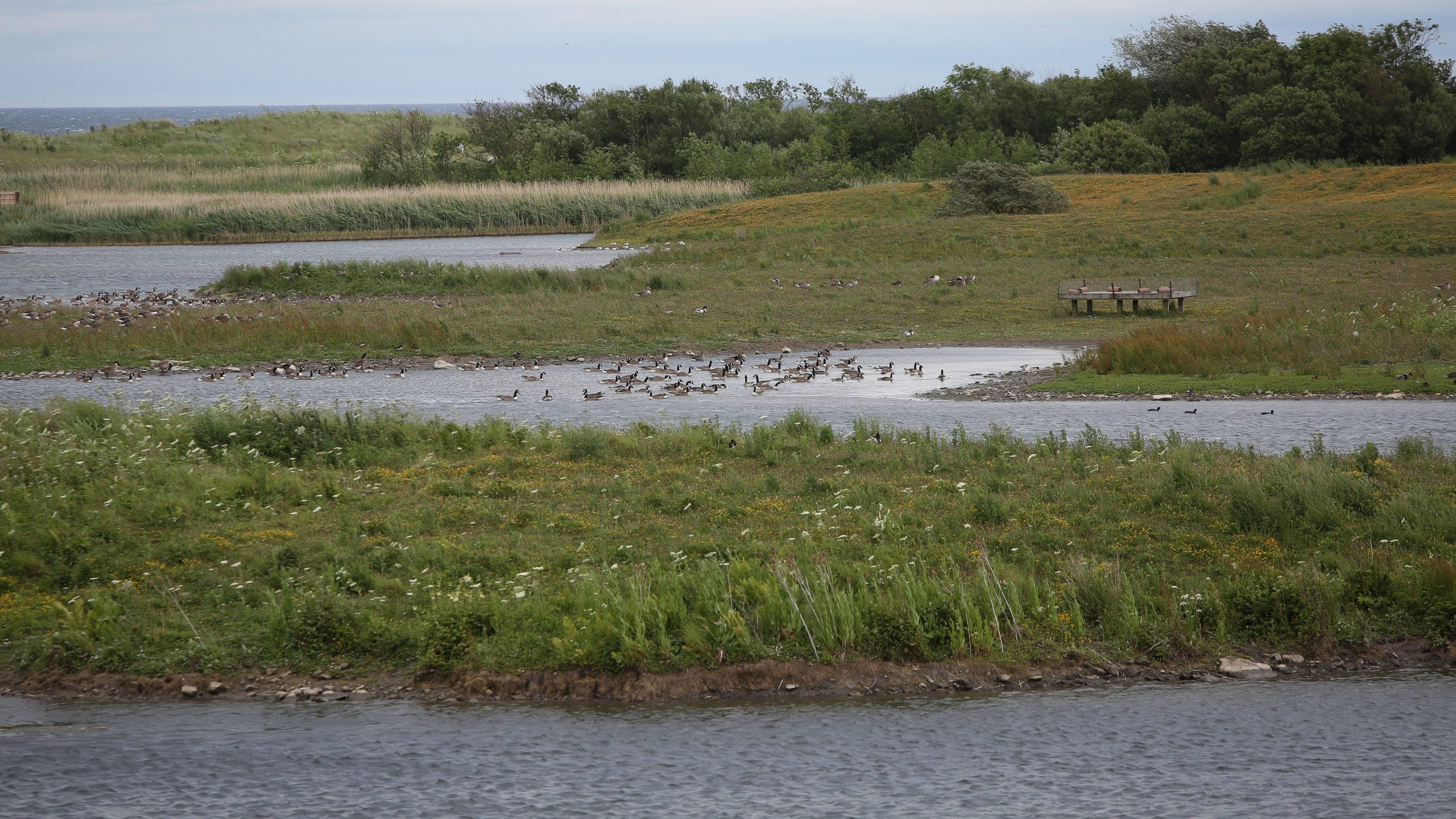 Hauxley Nature Reserve - credit Simon Greener 