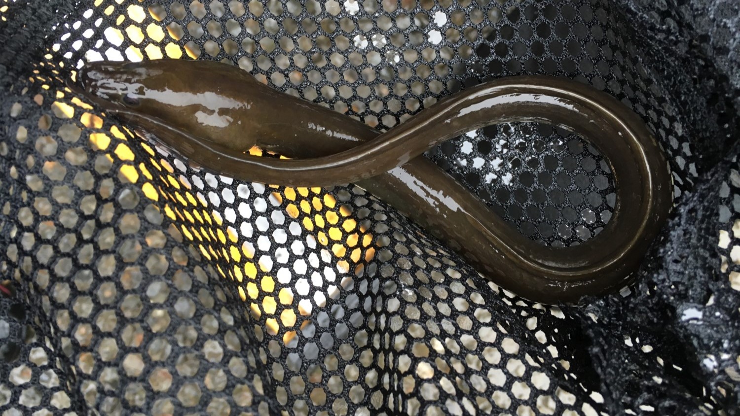 Example of a European eel