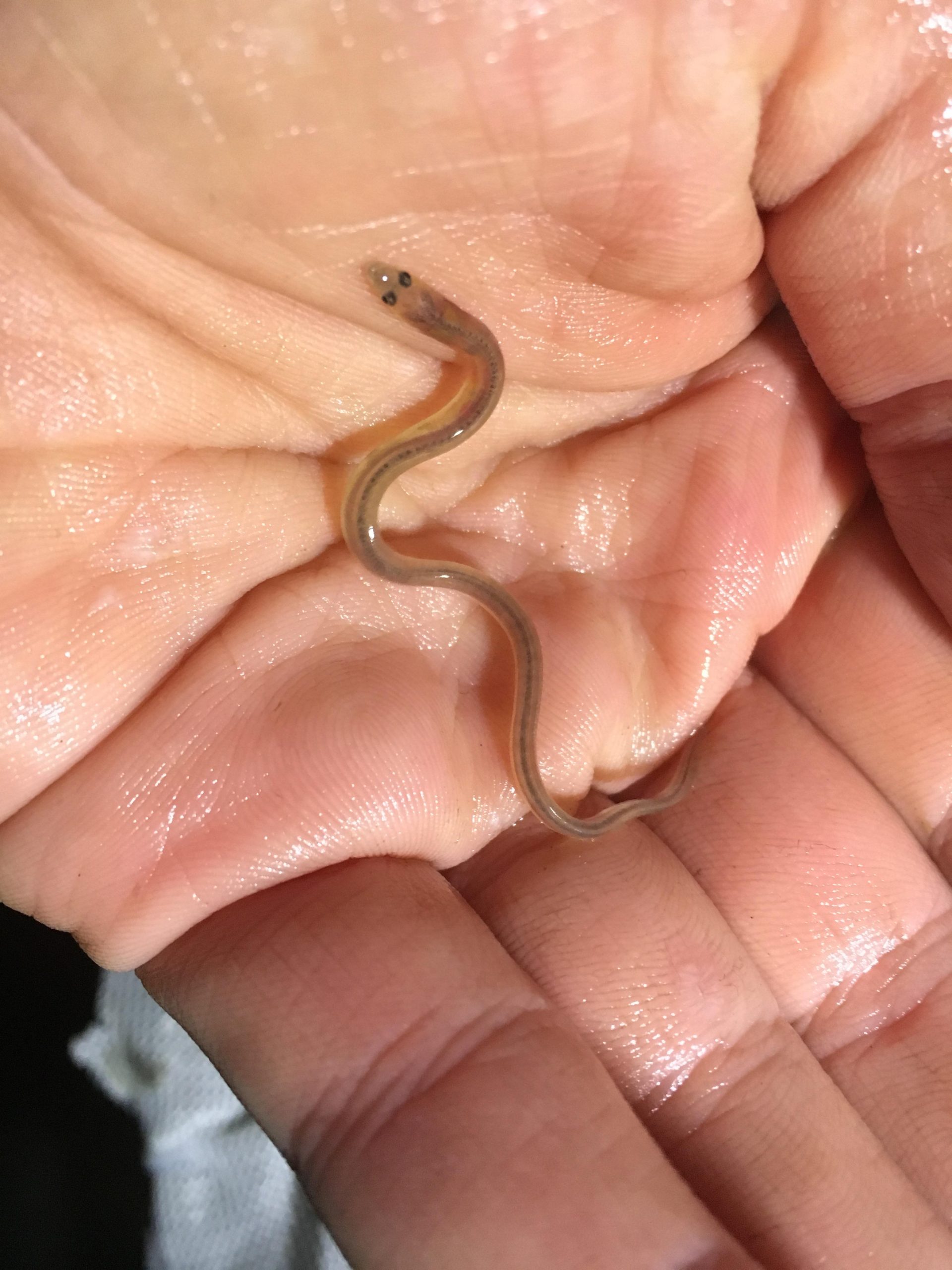 Example of a juvenile eel