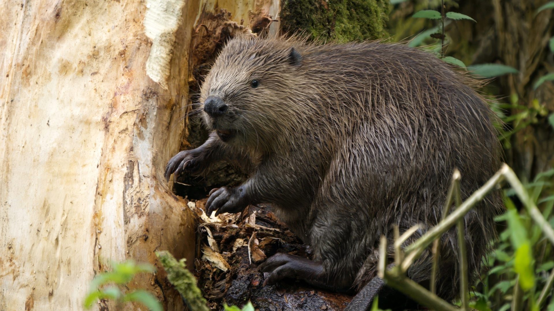 The family of 11 beavers has created 9 dams which slow the flow of river water. Photo: Spains Hall Estate