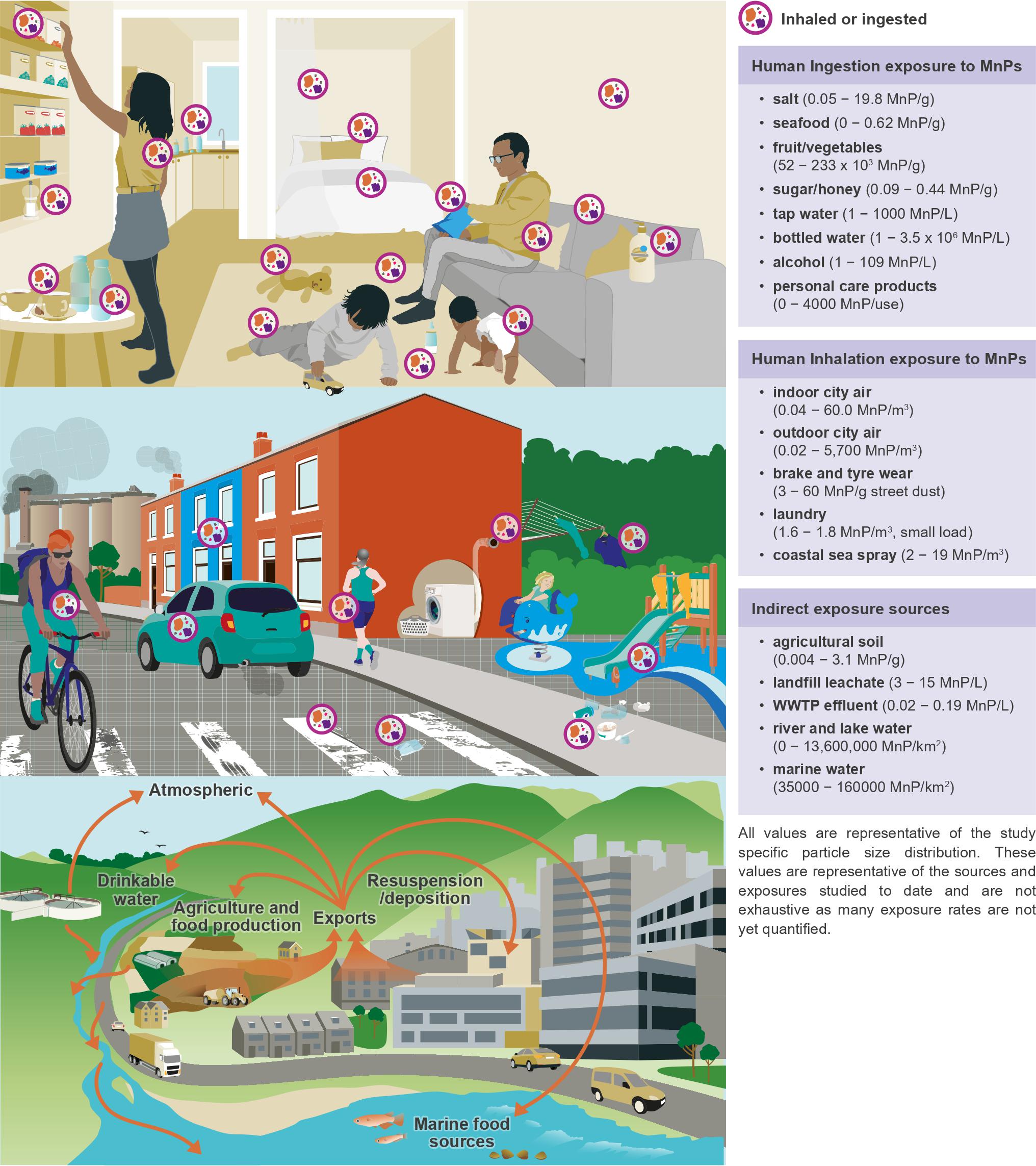 Environmental exposure routes, transport, and sources of MnPs Environmental exposure routes and sources of MnPs in indoor (top) and outdoor environments (middle). Human exposure rates are determined by the environmental fate and transport of MnPs that control the connectivity between spatially and temporally dynamic environmental pollution sources and human exposures (bottom). Together, these dynamic exposure controls determine the combined uptake of MnPs and their additives that may influence the risk and/or severity of NCDs. The text boxes provide some example exposure ranges associated with different MnP sources.