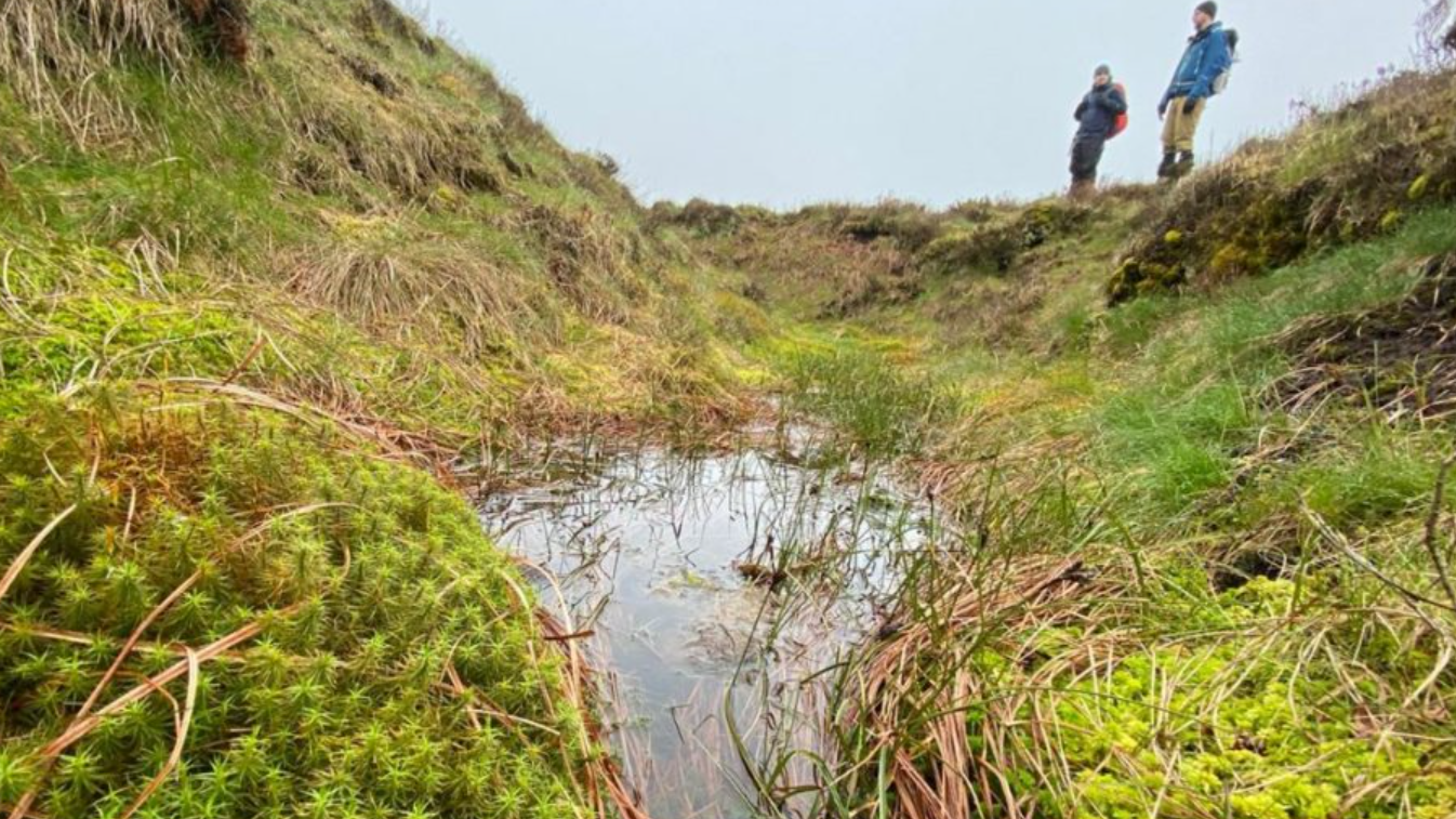 Sphagnum mosses in Combs Moss