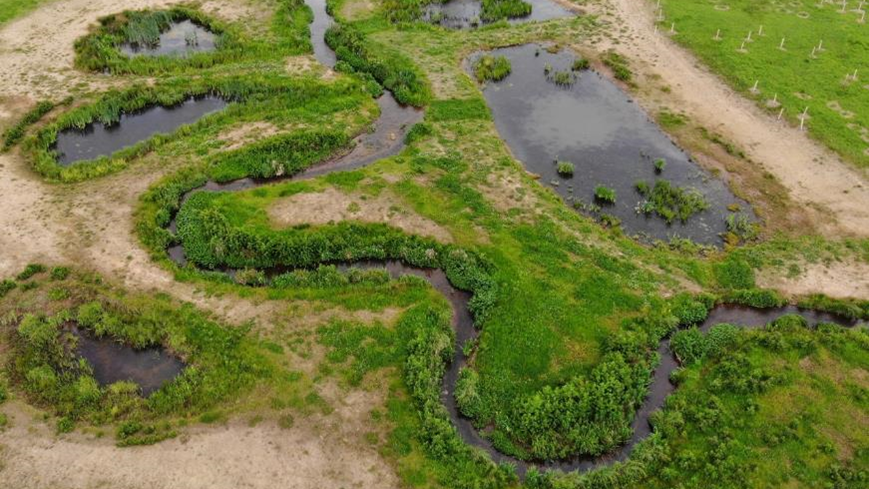 The Durleigh Brook wetland