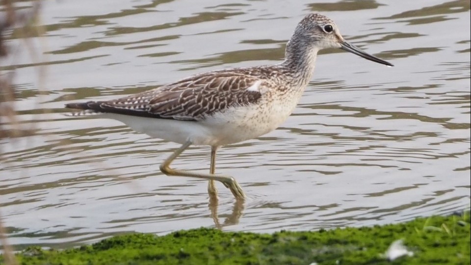 Greenshank