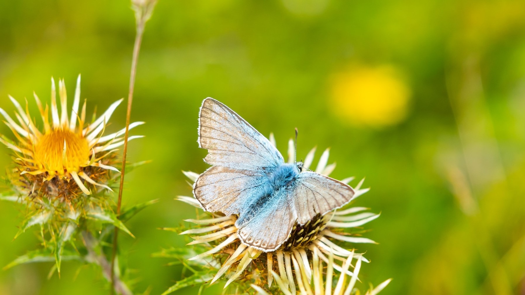 Chalkhill blue butterfly on carline thistle