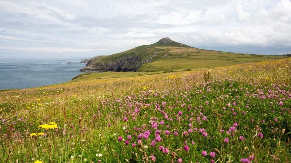 A_wildlflower_meadow_on_the_Penbrokeshire_coast_looking_towards_Penberry