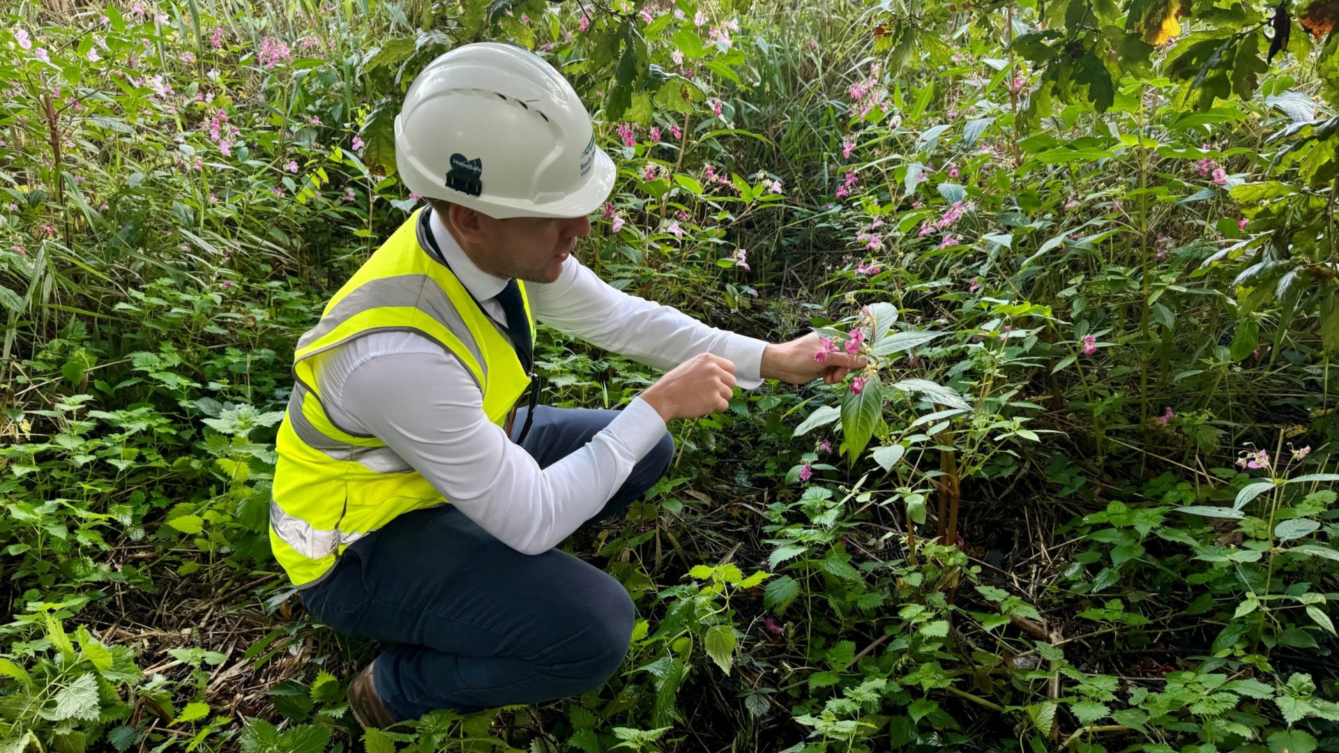 Himalayan Balsam