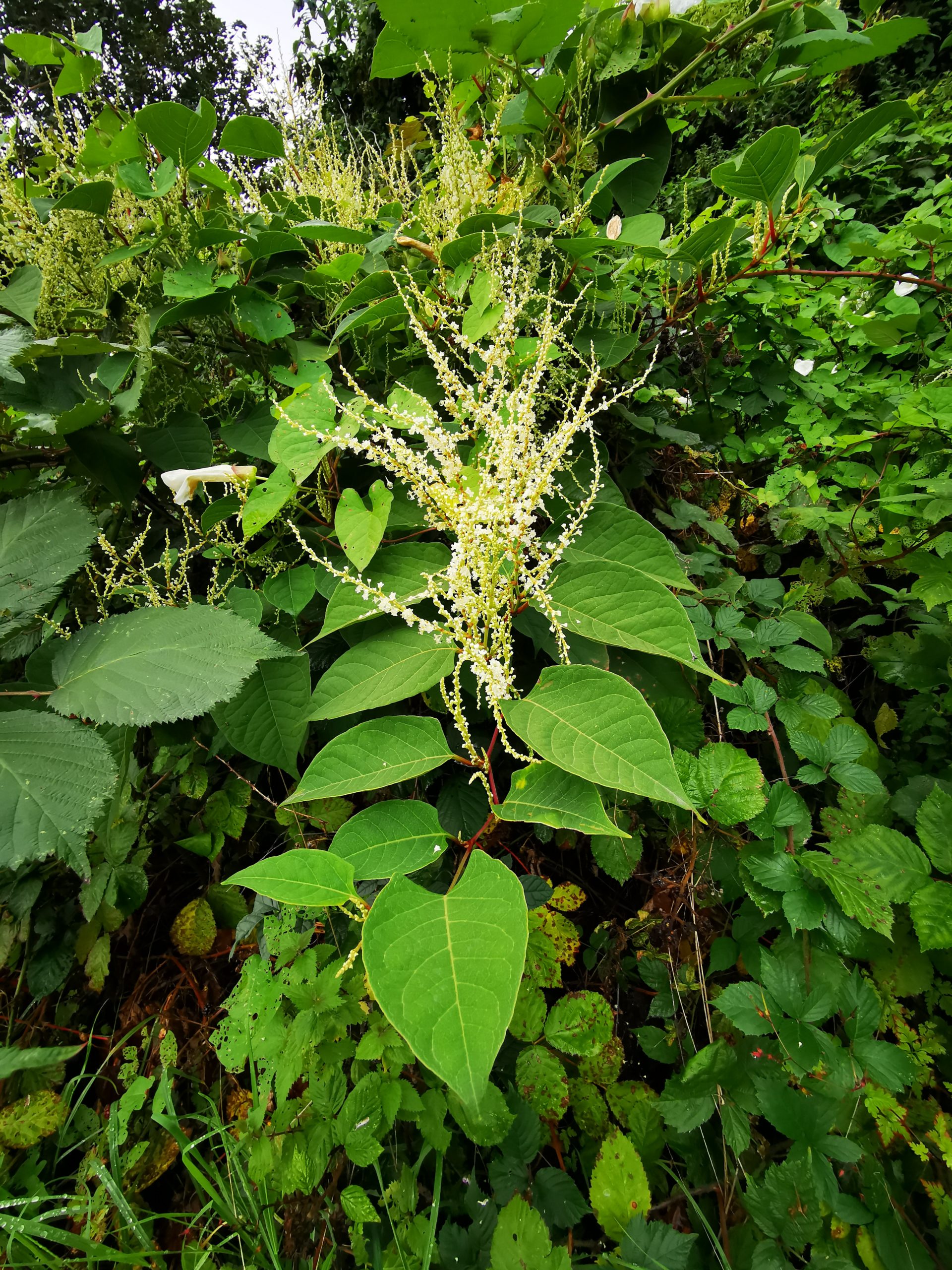 Japanese Knotweed