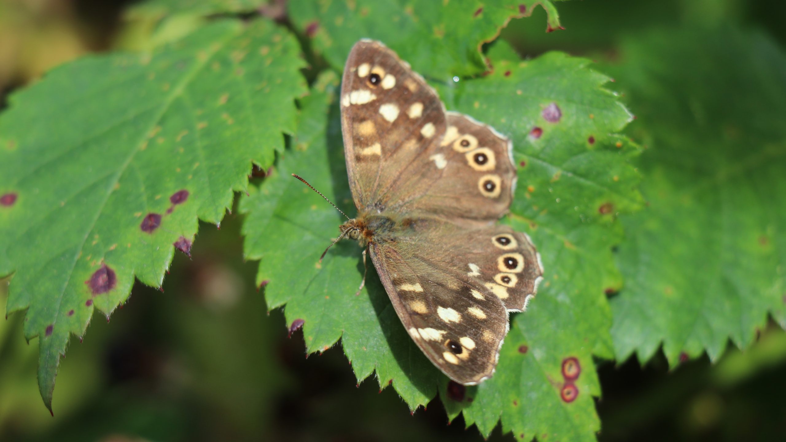 Speckled Wood Butterfly at Park Pit