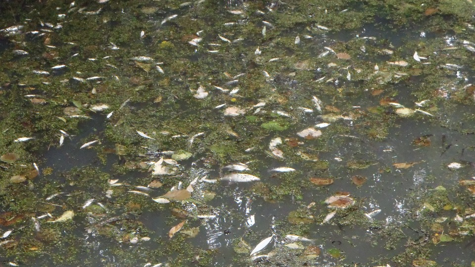 Dead fish floating on the surface of Spring Dyke