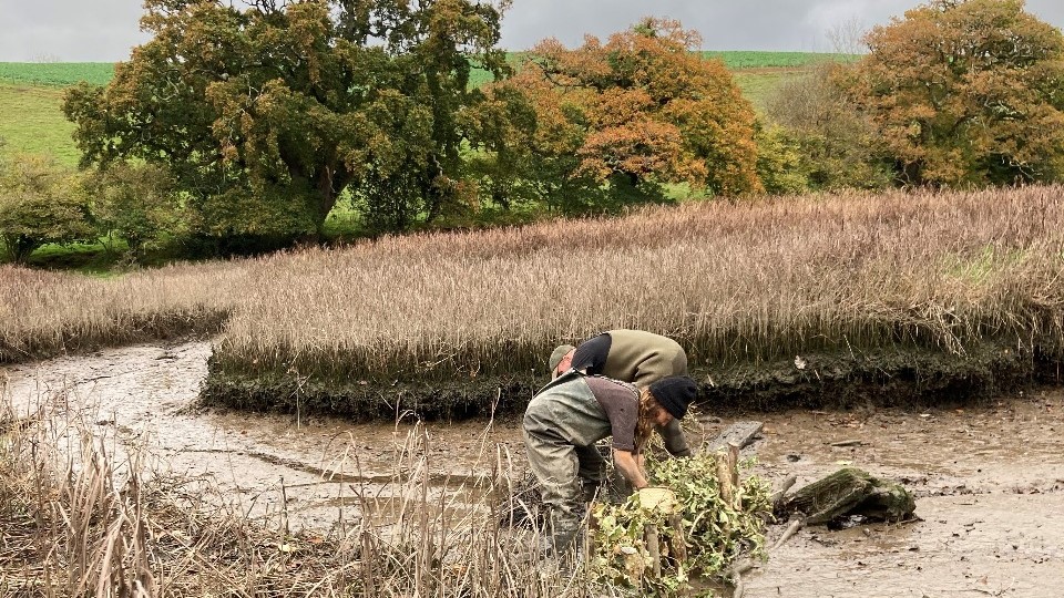 Installing brash bundles in gulleys to restore part of the saltmarsh Credit: Parklife South West CIC