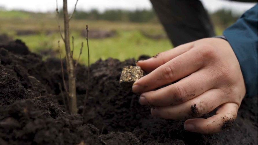 Rhizopellets are planted alongside the saplings 