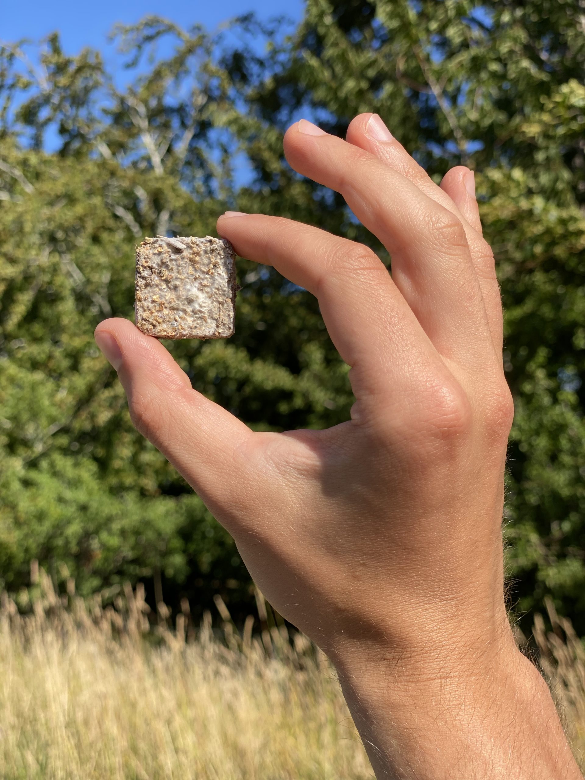 Rhizopellets utilise native fungi to create a symbiotic underground nutrient network 