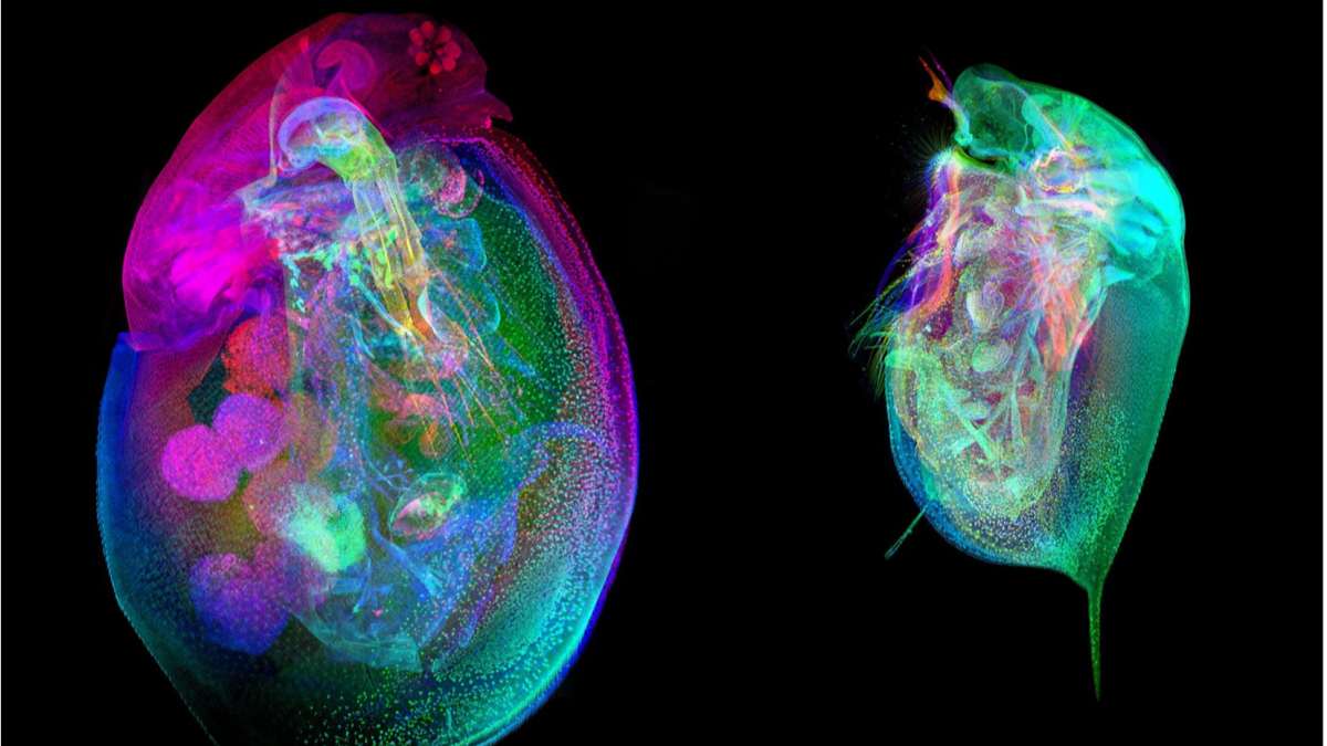 • Images of Daphnia from the Daphnia Histology Reference Atlas