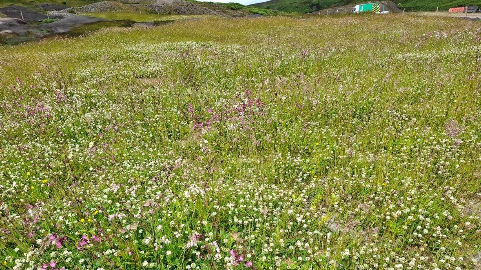 Vegetation growth at Great Eggleshope Beck a year after the trial.