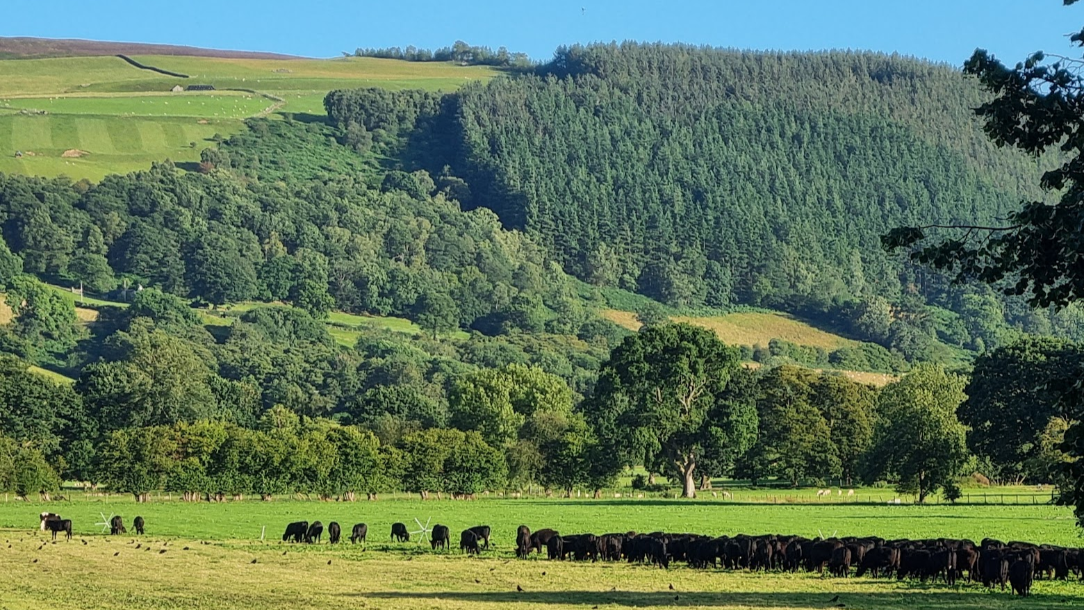 Hendwr Farm spans almost 1000 acres of lush green grazing fields in North Wales