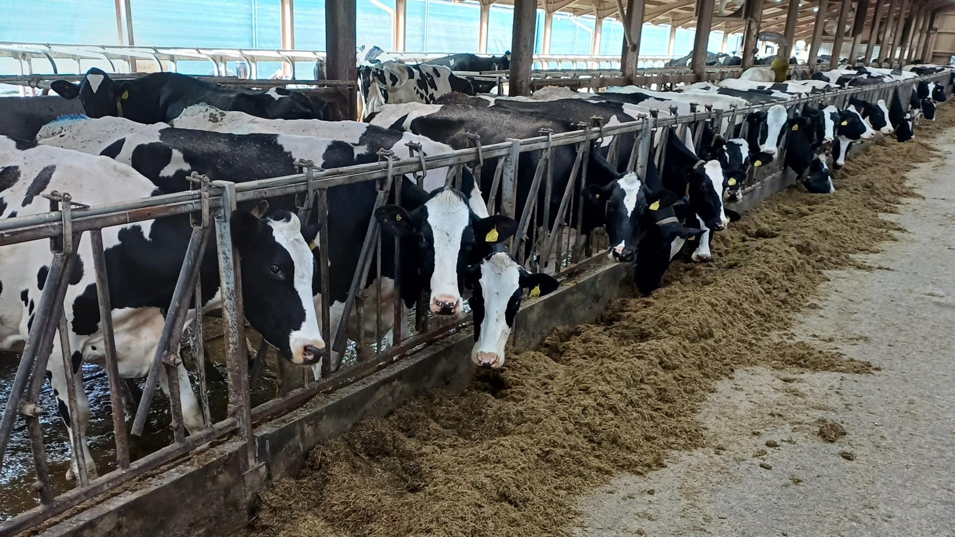 2000 cows at Metcalfe Farms benefit from exceptional animal welfare