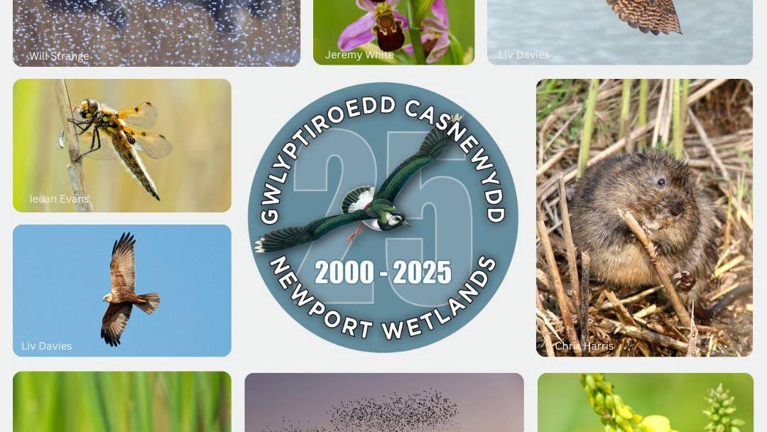 natural resources wales